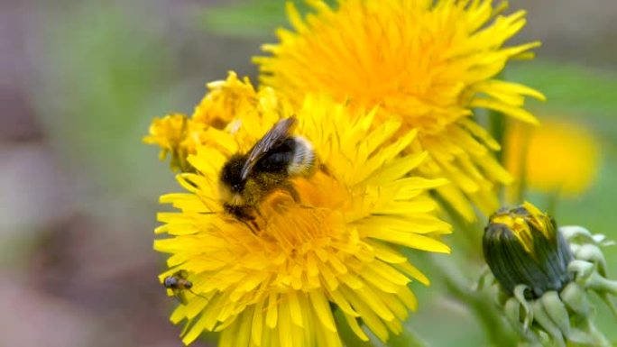 黄花上黑蜂的近距离观察