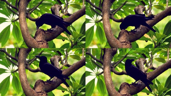 树枝上的乌鸦。