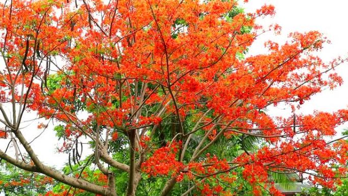 红色凯撒皮尼亚pulcherrima花树在花园里盛开
