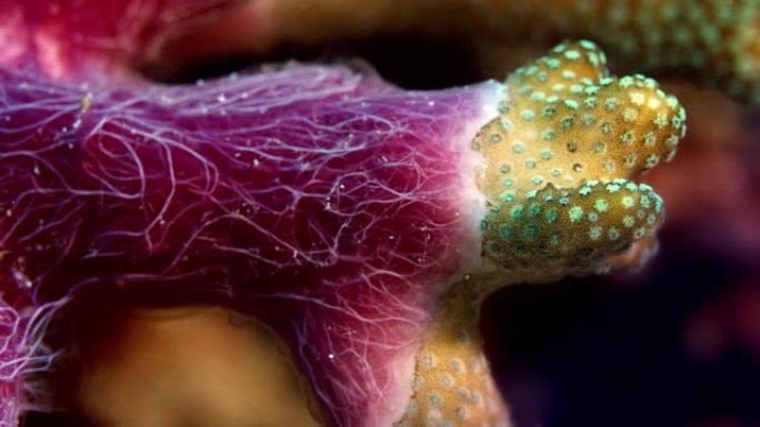 海绵，线虫和毛孔珊瑚之间的复杂相互作用，montipola sp。，印度尼西亚拉贾安帕特