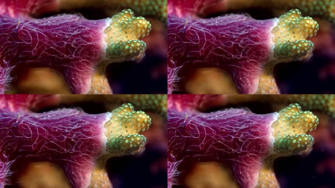 海绵，线虫和毛孔珊瑚之间的复杂相互作用，montipola sp。，印度尼西亚拉贾安帕特