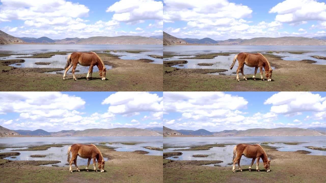 云南香格里拉纳帕湖草原的马