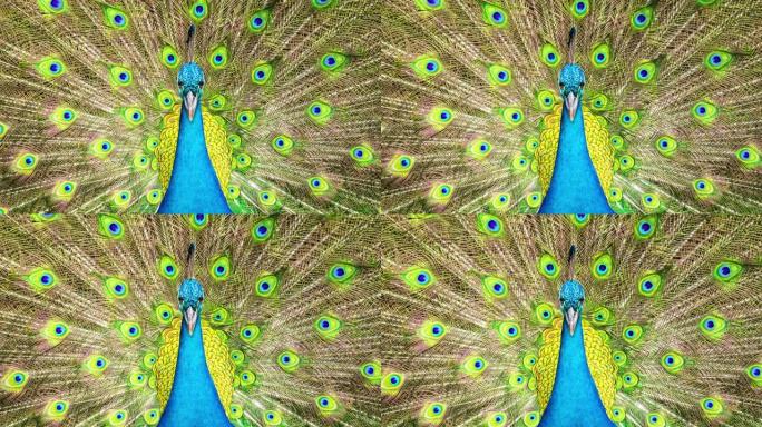 蓝色雄性印度孔雀和全展尾巴的前视图
羽毛背景
