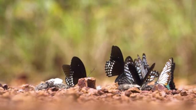 一群蝴蝶试图从泰国希尔的矿物质和污水中获取一些食物。热带地区。