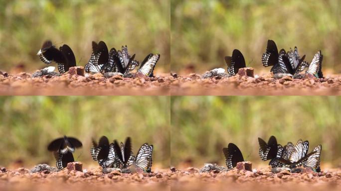 一群蝴蝶试图从泰国希尔的矿物质和污水中获取一些食物。热带地区。
