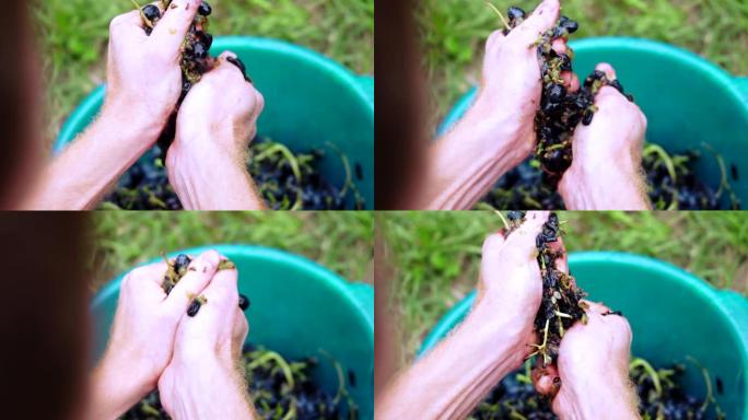 葡萄水果家用葡萄酒加工彻底粉碎