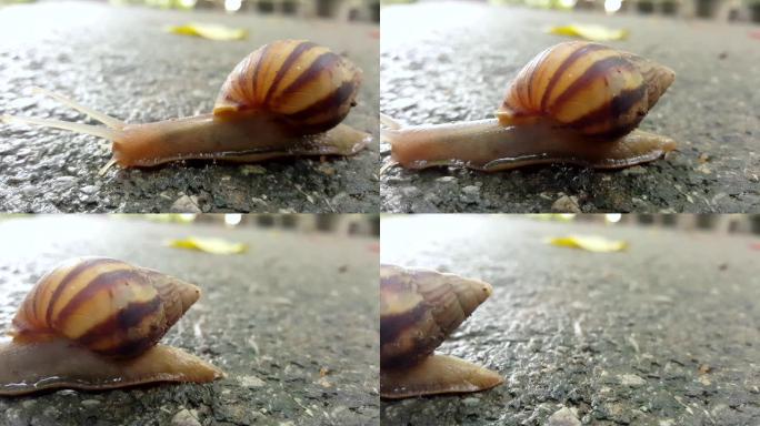 可爱的小蜗牛在后院花园的潮湿地面上爬行。它以缓慢的速度爬行。它生活在潮湿和黑暗的生态中，不喜欢阳光。