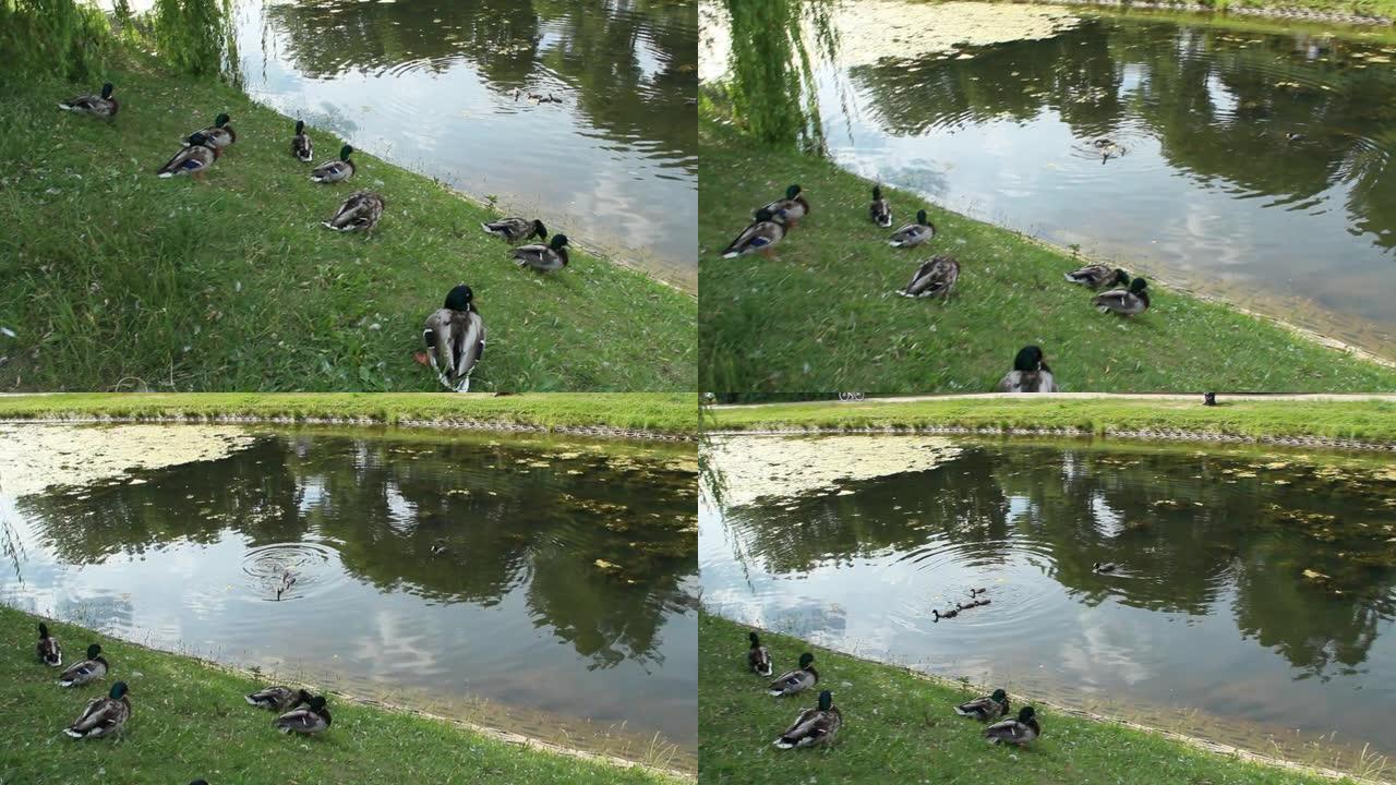一群野生灰鸭在城市池塘游泳和休息