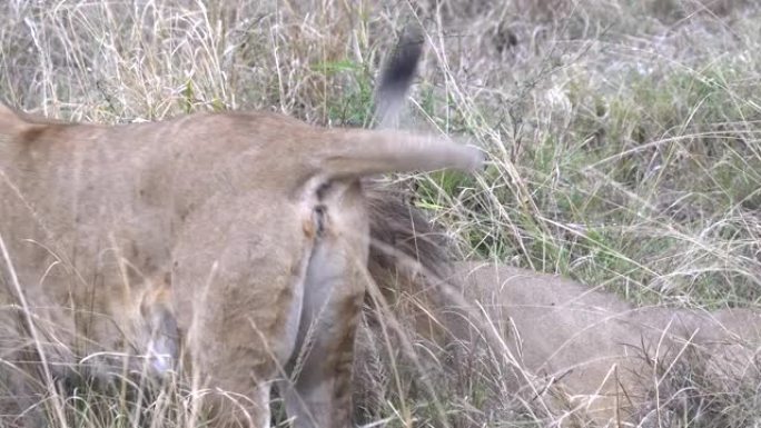 雌狮在马赛马拉 (masai mara) 周围走动的特写