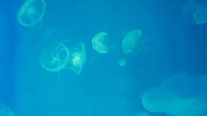 躺在深海下的水母。