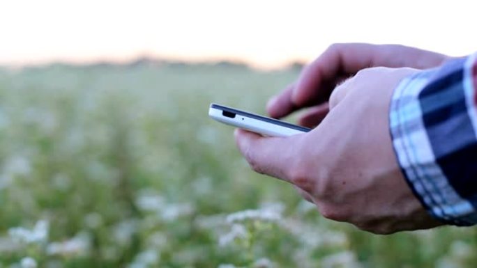 在荞麦田里用智能手机种植荞麦的农民