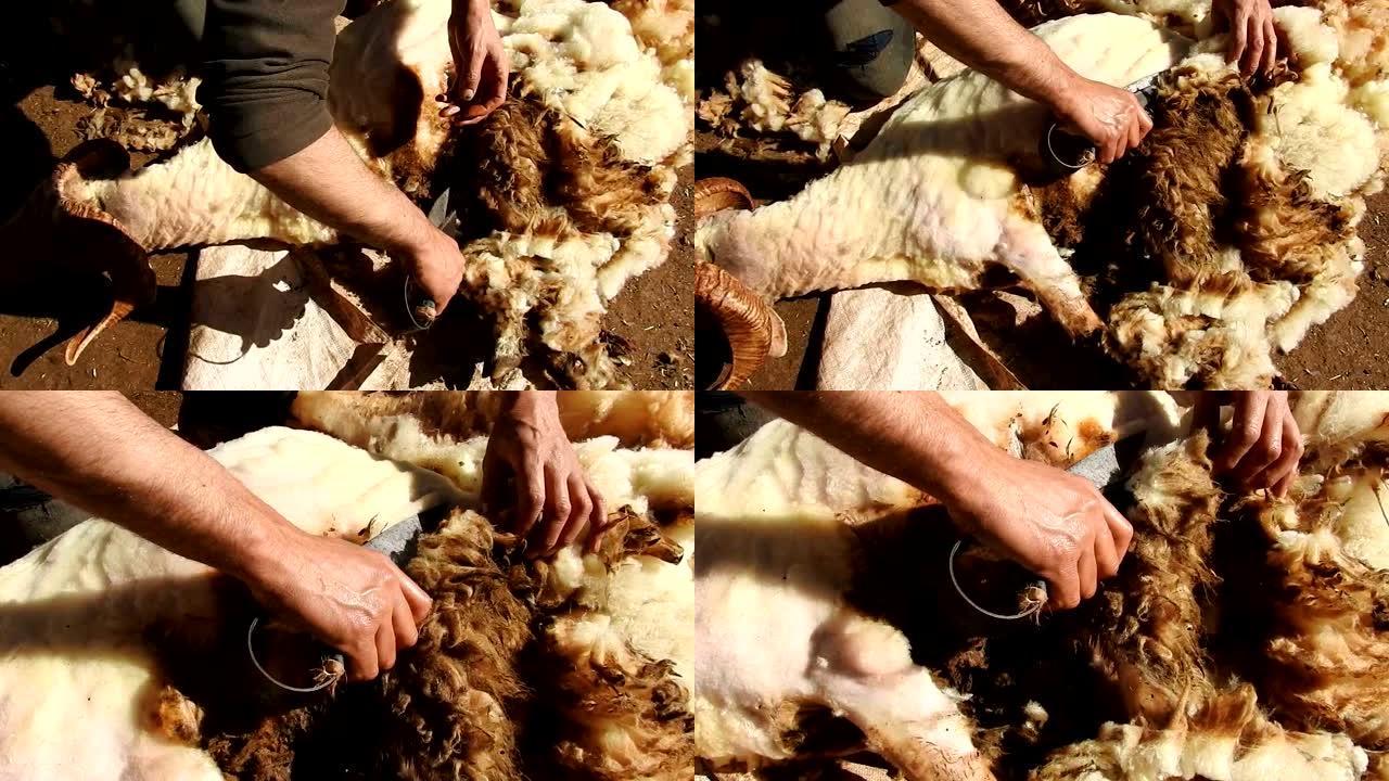 传统剪羊毛工艺经典手艺羊绒手艺