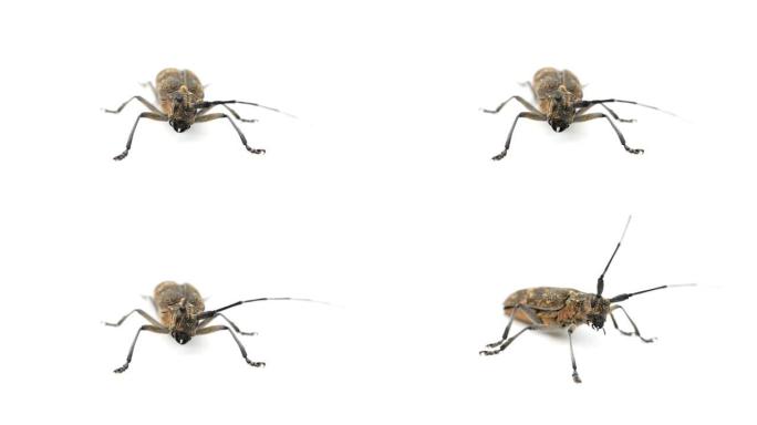 长角甲虫或长角形甲虫