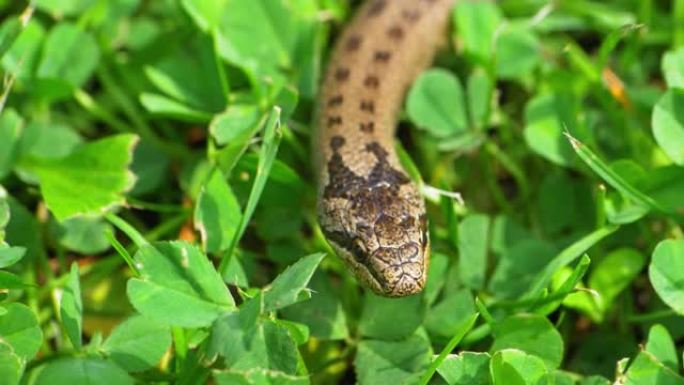 野蛇Coronella Austriaca在草和石头上慢动作