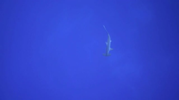 自然界中的锤头鲨