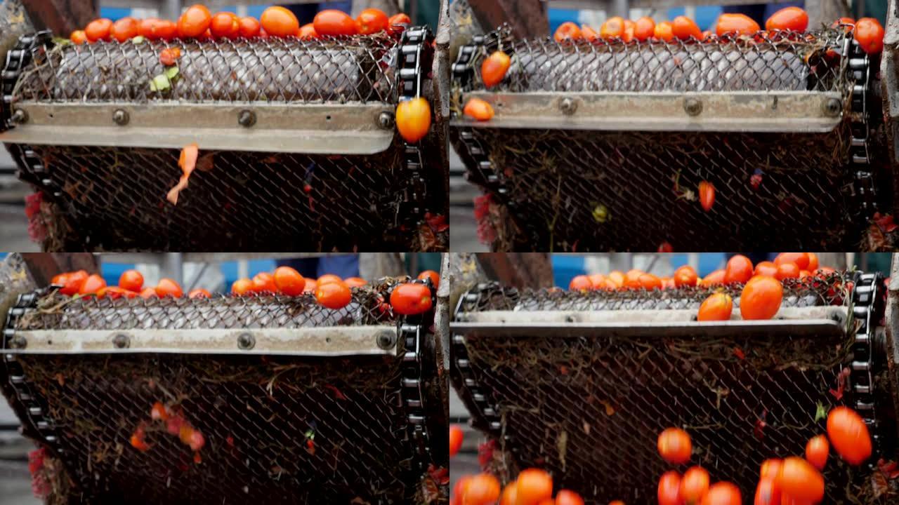 在慢动作的番茄加工厂中，许多新鲜西红柿从水中的传送带上掉下来，令人兴奋。它看起来技术很好。