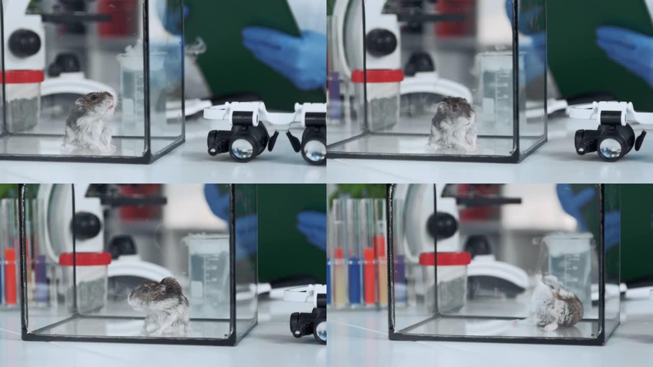 化学实验室玻璃容器中仓鼠的特写视图