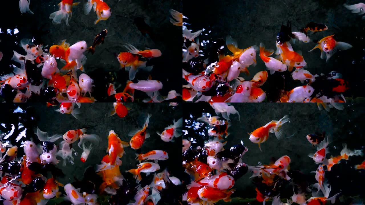 美丽的金鱼群在池塘里游泳，金鱼可爱的室内动物装饰，特写俯视图