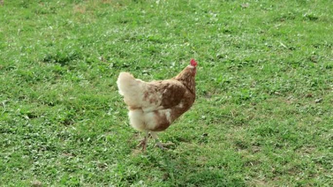 棕白色鸡肉，经过绿色的草地，在橘子碗中采摘。轻微慢动作
4K UHD Prores总部29.97