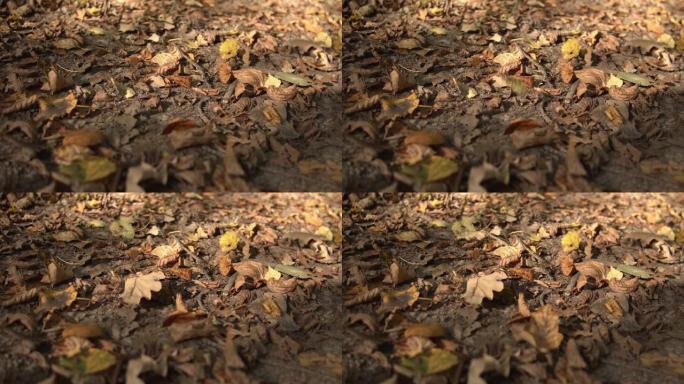 秋季，枯萎的叶子掉到地上