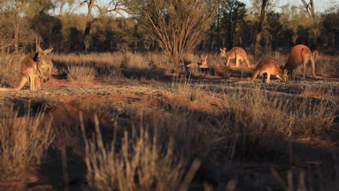 澳大利亚中部袋鼠在日落时