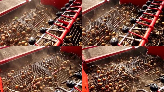 特写镜头，土豆块茎在特殊的机器胶带上移动，一台特殊的拖拉机挖出土豆，然后将其倒入卡车的后部。在农田上
