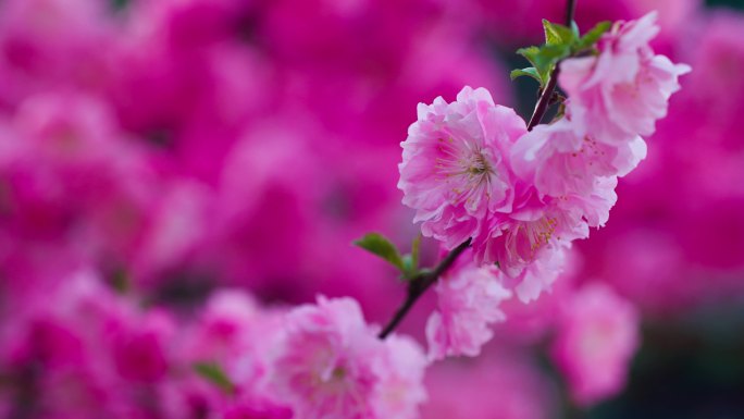 春风吹一枝桃花盛开