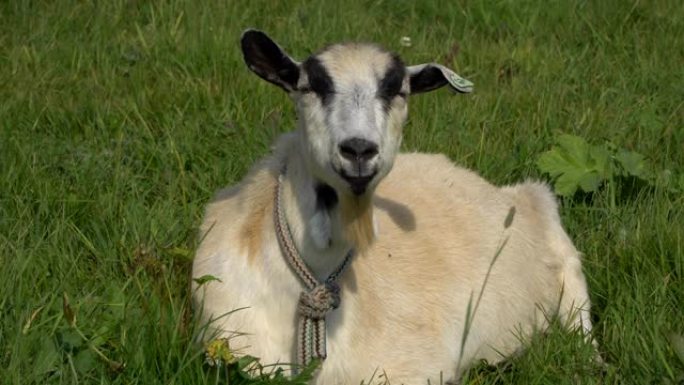 山羊咀嚼，在草坪上摆姿势和冥想，特写
