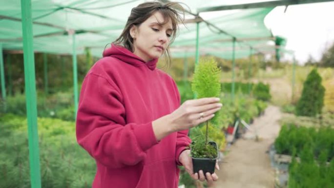 年轻女子花店-企业主手里拿着一株植物。常绿幼苗在小锅出售前。检查市场上的植物