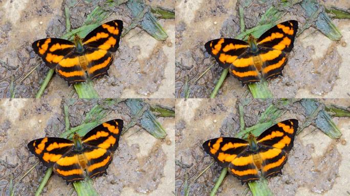 热带雨林常见的弄臣蝴蝶。