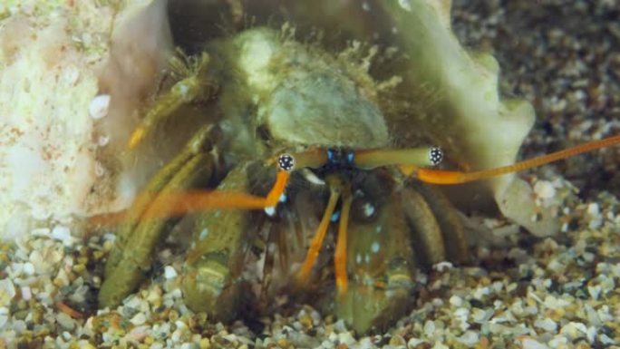 寄居蟹在沙子里积极挖掘。红寄居蟹 (Clibanarius erythropus) 水下射击。地中海