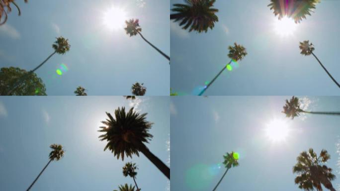 带着阳光穿过比佛利山庄的棕榈树