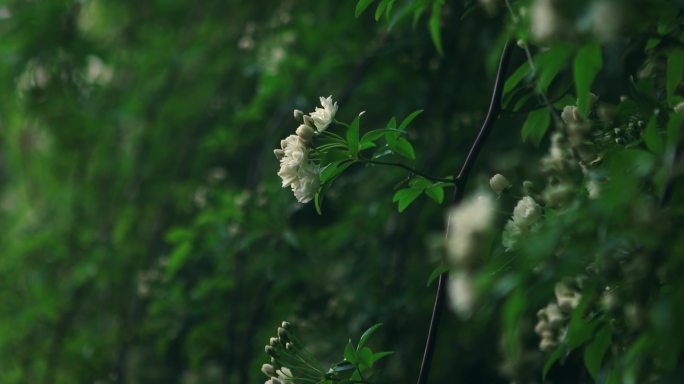 【正版素材】绿色自然植物木香花