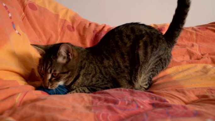 猫在床上玩他的玩具