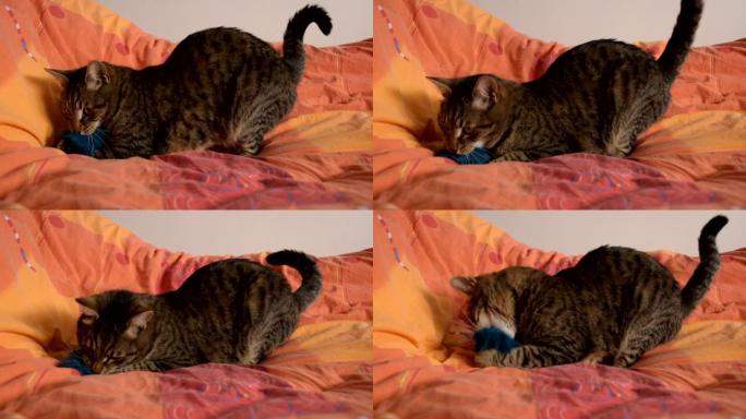 猫在床上玩他的玩具