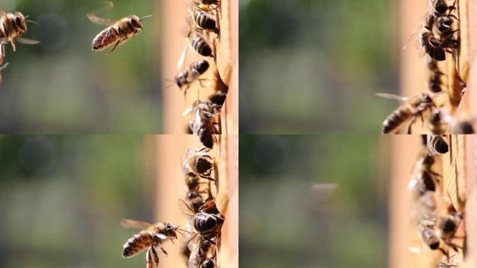 携带花粉的蜜蜂。