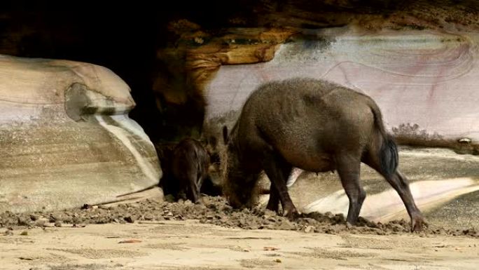 婆罗洲岛的大胡子野猪对抗岩石
