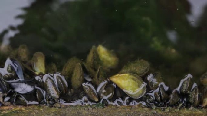 海床野外的贻贝。黑山贝类的生产和生产。