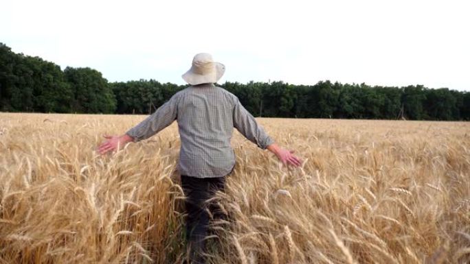 男性农民穿过大麦田地，用手触摸农作物的金色耳朵。年轻的农艺师在小麦草甸中行走，抚摸着成熟的小穗。农业