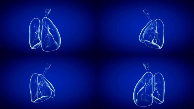 人体肺部的医学3d可循环动画