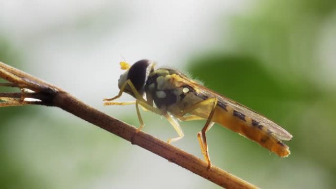 食蚜蝇科的食蚜蝇昆虫。