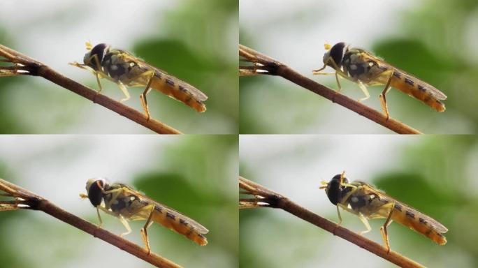 食蚜蝇科的食蚜蝇昆虫。