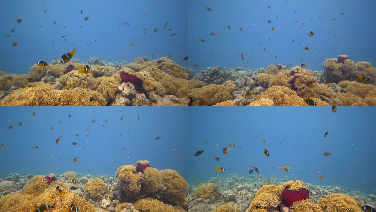 海葵城市Wadi Gimal的水下潜水-红海海葵和大小丑鱼学校-Marsa Alam-埃及