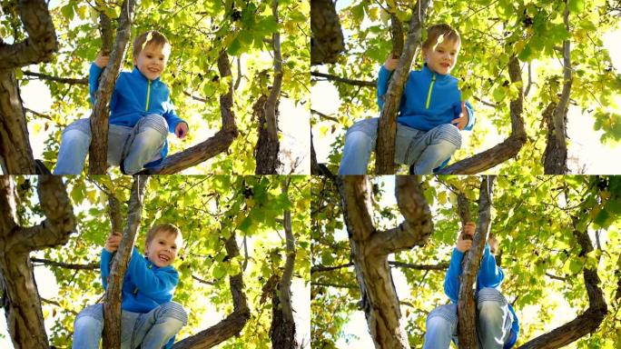 一个孩子爬树。采摘浆果。阳光明媚的日子