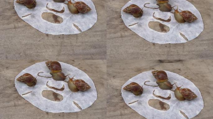 在木制背景上拍摄的白色面具上的蜗牛组特写镜头。蜗牛护肤治疗理念