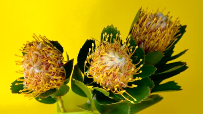 三朵绿叶花 (Leucospermum cordifolium) 的花束，黄色背景上有绿色的叶子。