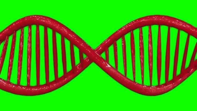 红色设计dna双螺旋遗传模型动画