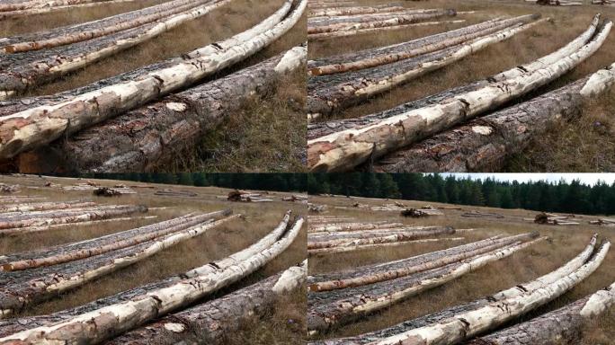 在国家控制下砍伐的树木，在森林中砍伐松树，砍伐木材的大松树，