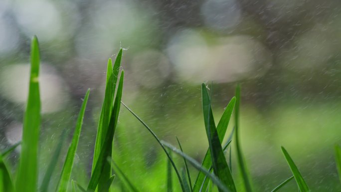 雨水下的小草鲜花植物
