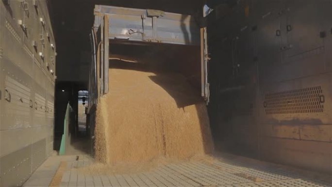 从卡车上卸下小麦。卸麦到仓库慢动作。谷物卸载